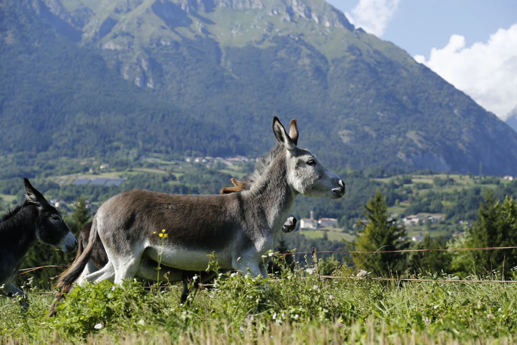 fattoria-didattica-engalavra-14.