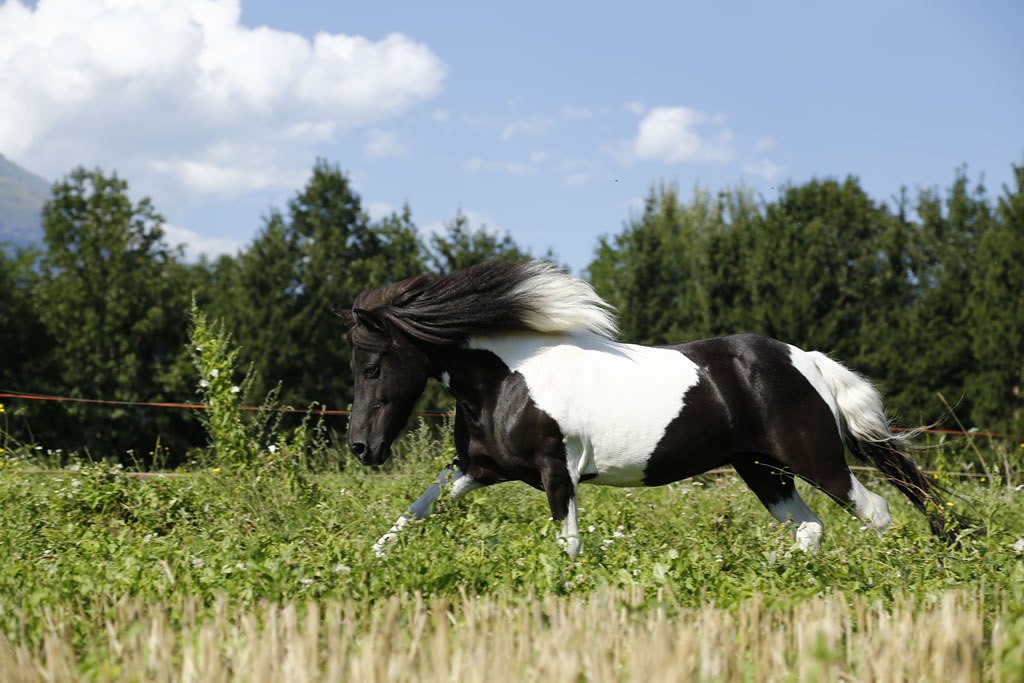 fattoria-didattica-engalavra-15.