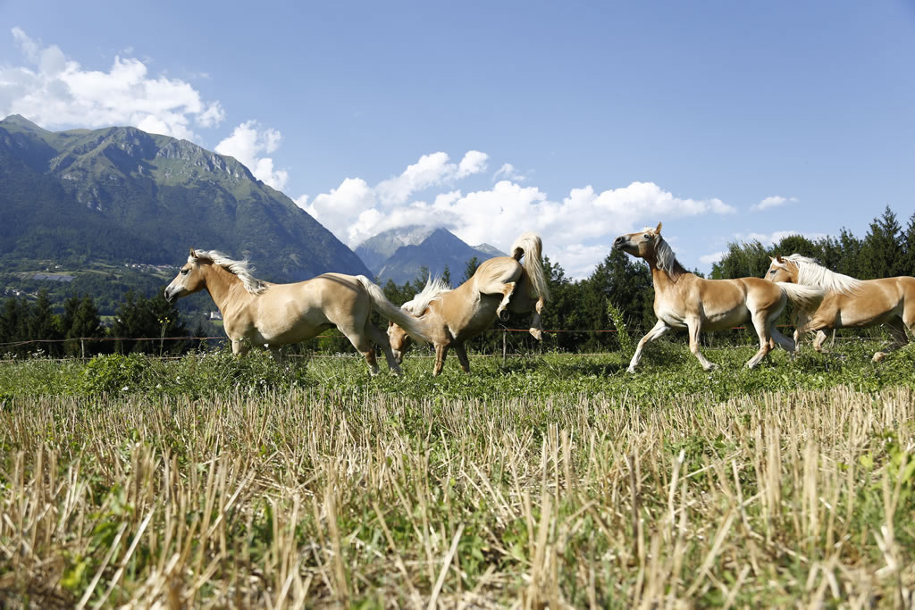 fattoria-didattica-engalavra-16.