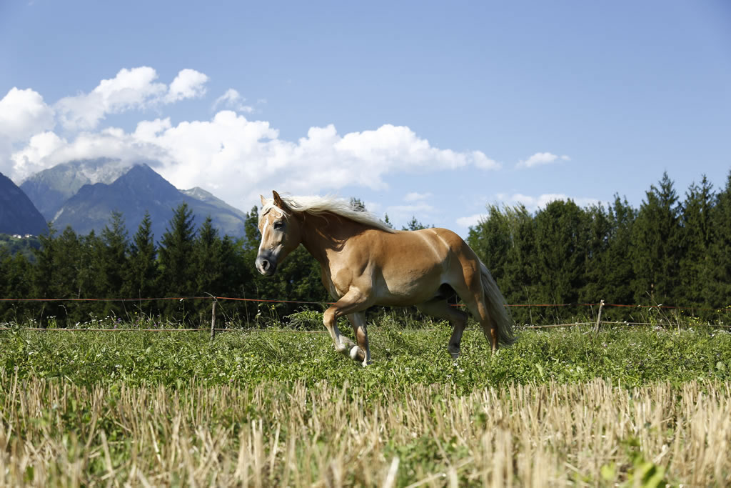 fattoria-didattica-engalavra-17.