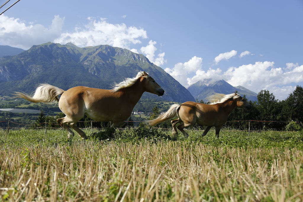 fattoria-didattica-engalavra-21.