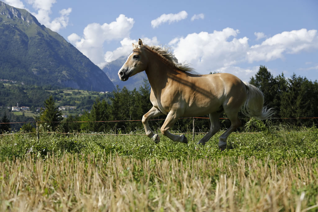 fattoria-didattica-engalavra-23.