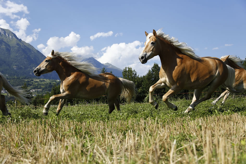 fattoria-didattica-engalavra-24.