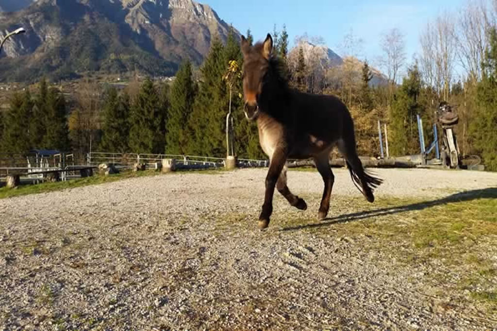 fattoria-didattica-engalavra-32.