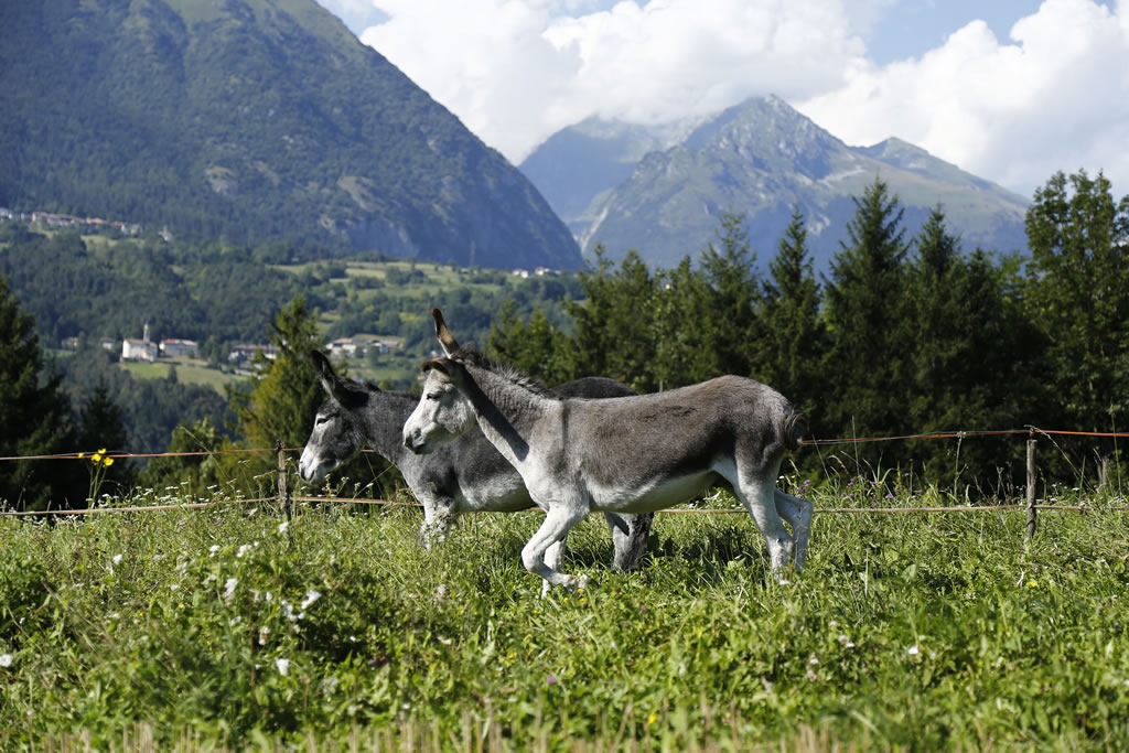 fattoria-didattica-engalavra-4.