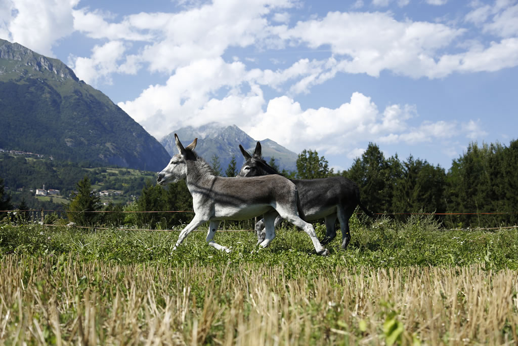 fattoria-didattica-engalavra-6.