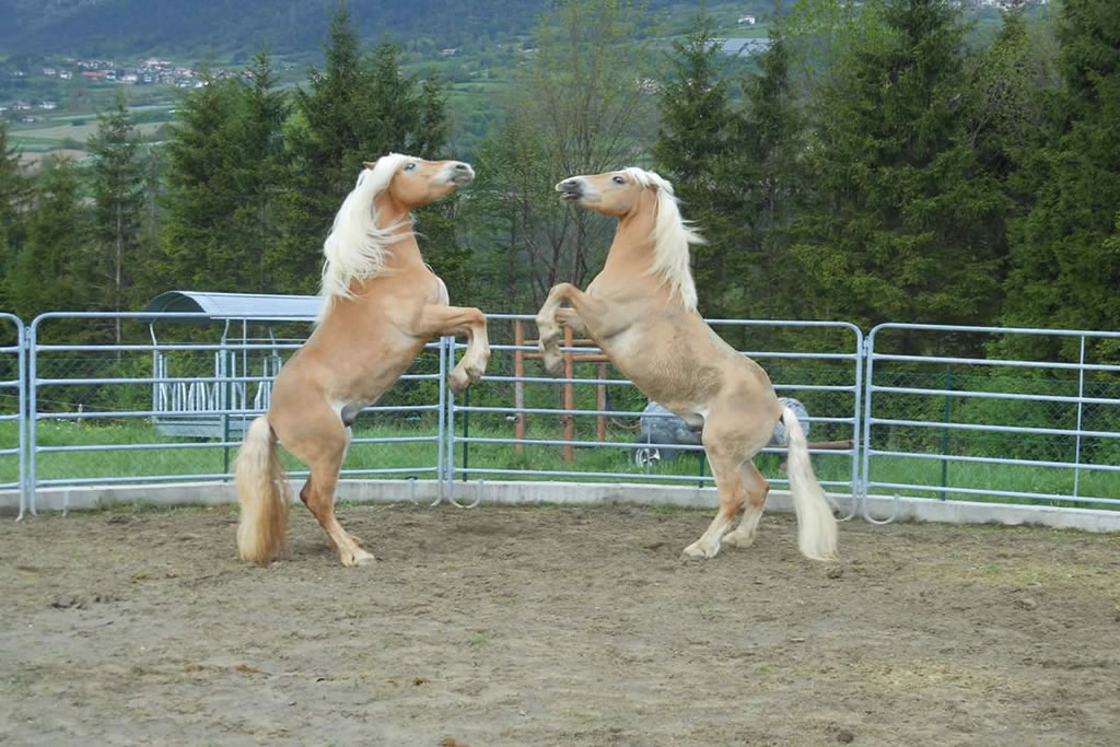 fattoria-didattica-engalavra-63.