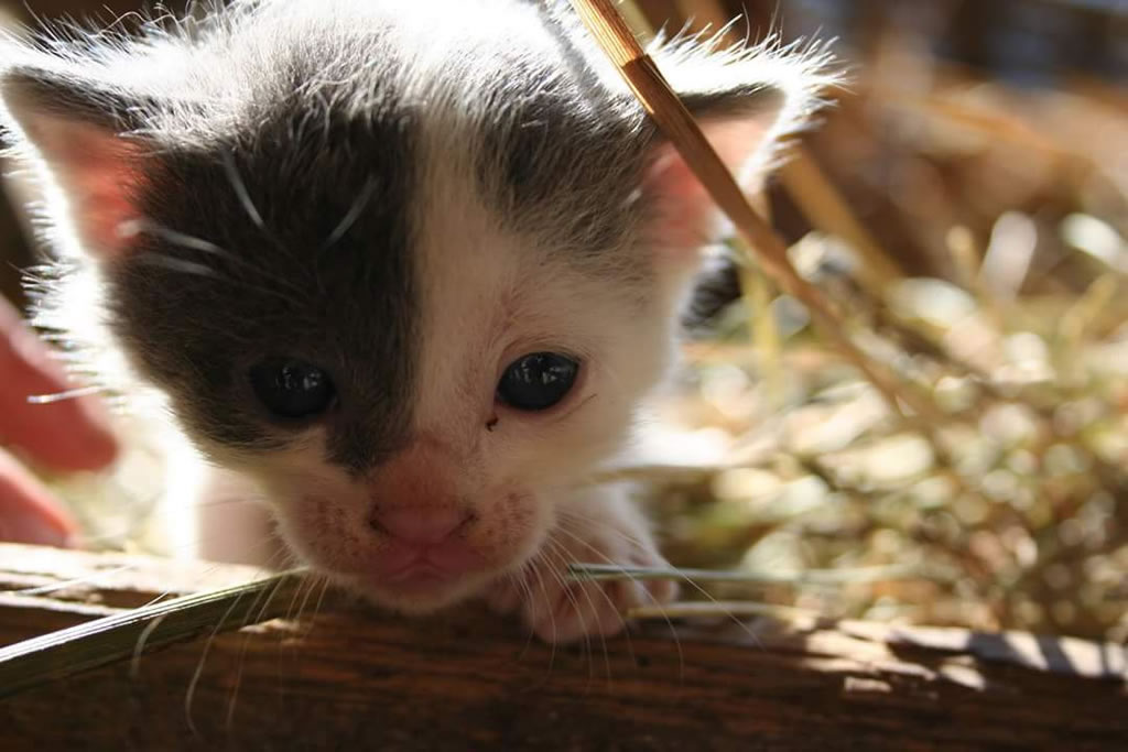 fattoria-didattica-engalavra-64.