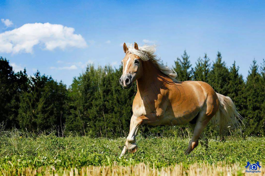 fattoria-didattica-engalavra-67.